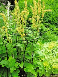 Essex Plant Supports -Pots - Planters Store 37423 200 tif