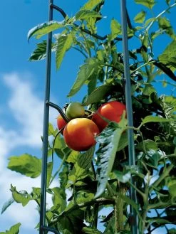Tomato Ladders, Set Of 3 -Pots - Planters Store 38184 003E tif
