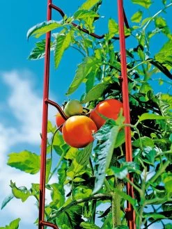 Tomato Ladders, Set Of 3 -Pots - Planters Store 38185 003E tif