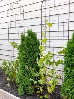 Jardin Flower Trellis 7 Jardin Flower Trellis -Pots - Planters Store 38689 6002 tif