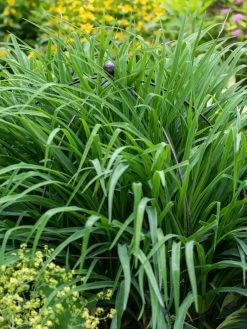 Jardin Bird Cage Support, 26" 9 Jardin Bird Cage Support, 26" -Pots - Planters Store 39 521 0073 tif