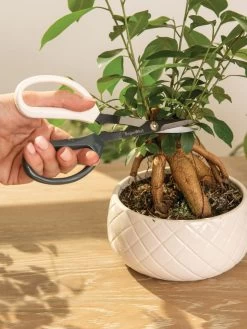 Japanese Pruning Scisssors 16 Japanese Pruning Scisssors -Pots - Planters Store 3 4 crop 8612968 0087