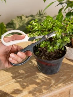 Japanese Pruning Scisssors 14 Japanese Pruning Scisssors -Pots - Planters Store 3 4 crop 8612968 0092