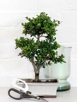 Japanese Pruning Scisssors 17 Japanese Pruning Scisssors -Pots - Planters Store 3 4 crop 8612968 03V tif