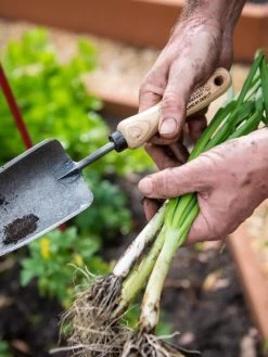 Gardener's Lifetime Trowel 10 Gardener's Lifetime Trowel -Pots - Planters Store 8586972 3286 tif
