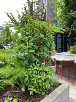 Tomato Towers, Set Of 2 -Pots - Planters Store 8587041 01IN tif