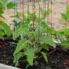 Pepper And Eggplant Cages, Set Of 3 -Pots - Planters Store 8587048 1073 tif