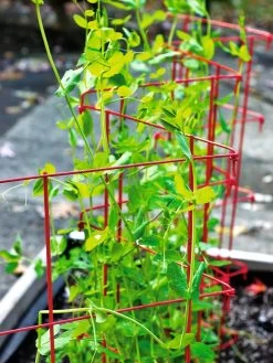 Expandable Pea Trellis -Pots - Planters Store 8587061 100 tif