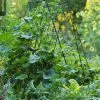 Deluxe Cucumber Trellis 1 Deluxe Cucumber Trellis -Pots - Planters Store 8587083 01IN