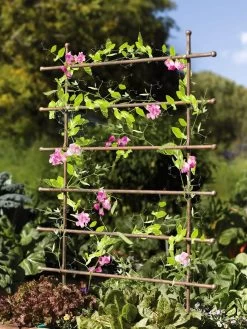 Jardin Ladder Trellis -Pots - Planters Store 8587107 083 tif