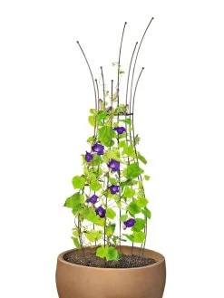 Jardin Pot Trellis -Pots - Planters Store 8587120 1006 tif