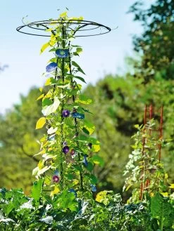 Essex Tuteur, 78" -Pots - Planters Store 8587861 5028 tif