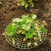 Strawberry Supports, Set Of 6 -Pots - Planters Store 8587970 1039 tif