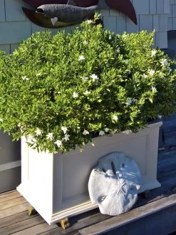 Fairfield Self-Watering Patio Planters, 20” X 36” -Pots - Planters Store 8588417 208V tif