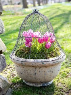 Chicken Wire Cloche -Pots - Planters Store 8590210 021 tif