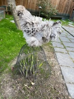 Chicken Wire Cloche -Pots - Planters Store 8590210 02CUST tif