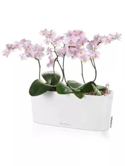 Lechuza® Delta Self-Watering Windowsill Planters 11 Lechuza® Delta Self-Watering Windowsill Planters -Pots - Planters Store 8592361 02V tif