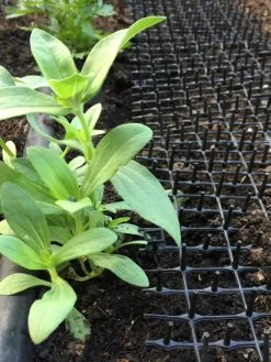 Cat Scat Mat -Pots - Planters Store 8592448 03CUST tif