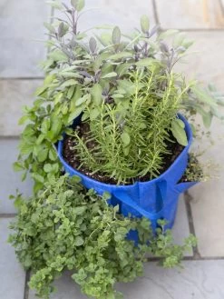 Gardener’s Best® Strawberry And Herb Grow Bag 5 Gardener’s Best® Strawberry And Herb Grow Bag -Pots - Planters Store 8592705 advice 1765 tif