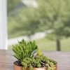 Small Round Copper Plant Tray, 10" -Pots - Planters Store 8593529 4520 tif