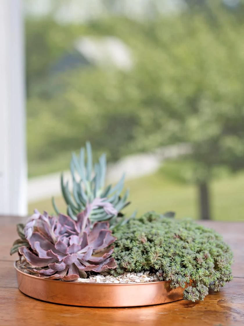 Medium Round Copper Plant Tray, 12" 3 Medium Round Copper Plant Tray, 12"