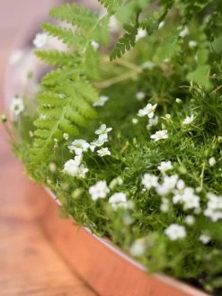 Large Round Copper Plant Tray, 14" -Pots - Planters Store 8593531 4553 tif