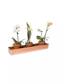 Rectangular Copper Plant Tray, 18"x4" -Pots - Planters Store 8593532 2890 tif
