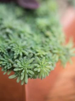 Tall Rectangular Copper Plant Tray, 18" X 5" X 4" 9 Tall Rectangular Copper Plant Tray, 18" X 5" X 4" -Pots - Planters Store 8593534 4601 tif