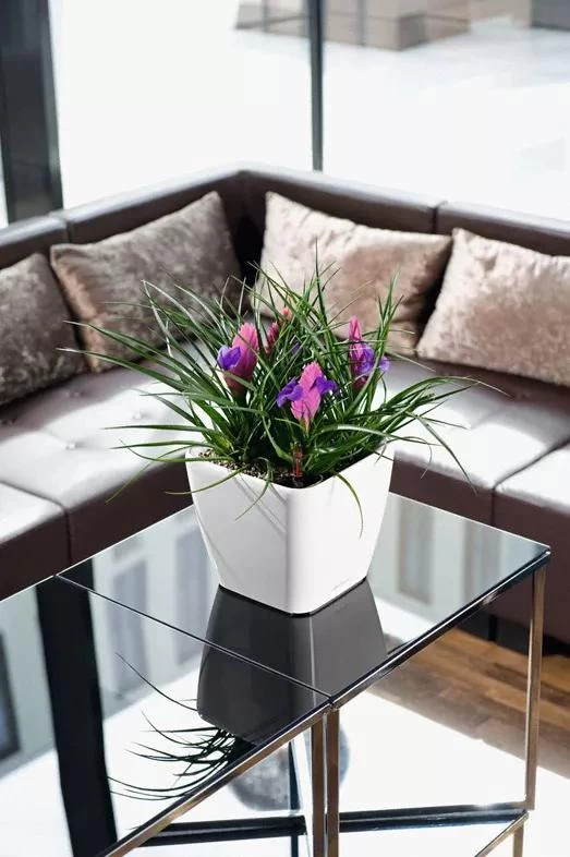 Lechuza® Quadro LS Premium Self-Watering Square Planters 3 Lechuza® Quadro LS Premium Self-Watering Square Planters