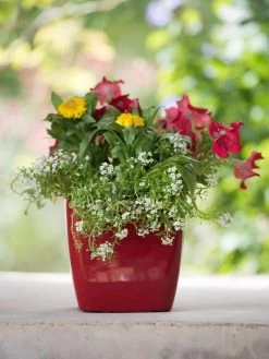 Viva Square Self-Watering Planter, 7" Diameter -Pots - Planters Store 8595223 1111 tif