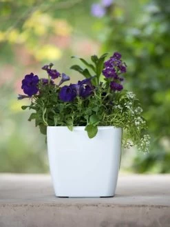 Viva Square Self-Watering Planter, 7" Diameter -Pots - Planters Store 8595223 1118 tif