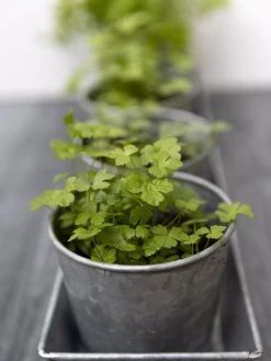 Galvanized Herb Planters With Rectangular Tray 8 Galvanized Herb Planters With Rectangular Tray -Pots - Planters Store 8595903 advice 1777 tif