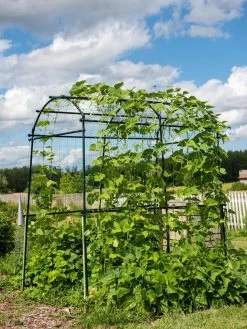 Titan Squash Tunnel 15 Titan Squash Tunnel -Pots - Planters Store 8596276 0133 tif