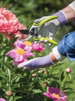 Gardener's Pro Pruner #2 8 Gardener's Pro Pruner #2 -Pots - Planters Store 8596605 1261 tif