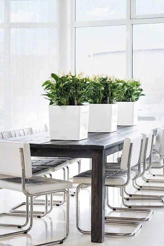 Lechuza® Cube Premium Planters 3 Lechuza® Cube Premium Planters