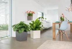 Lechuza® Cube Premium Planters 9 Lechuza® Cube Premium Planters -Pots - Planters Store 8597506 02V tif