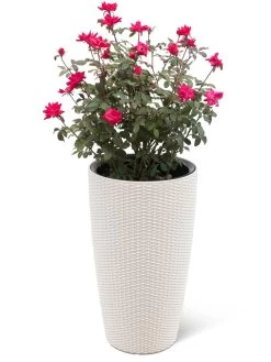 Weave Self-Watering Round Tall Planter, 12-1/2" 5 Weave Self-Watering Round Tall Planter, 12-1/2" -Pots - Planters Store 8598371 3002 tif