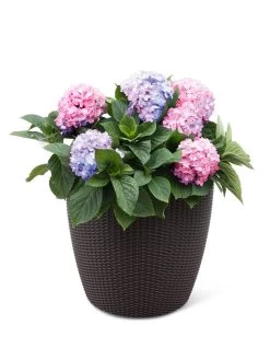 Weave Self-Watering Round Planter, 17" White 6 Weave Self-Watering Round Planter, 17" White -Pots - Planters Store 8598372 3001 tif