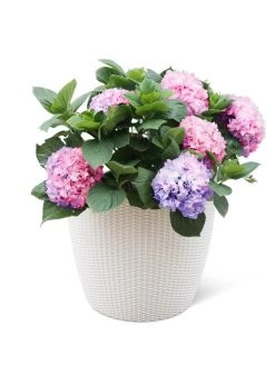 Weave Self-Watering Round Planter, 17" White 7 Weave Self-Watering Round Planter, 17" White -Pots - Planters Store 8598372 3002 tif