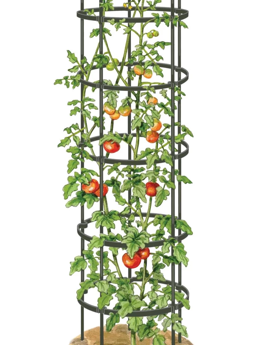 Titan Tall Tomato Cages, Set Of 3 7 Titan Tall Tomato Cages, Set Of 3 - Image 5