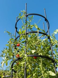 Titan Tall Tomato Cages, Set Of 3 10 Titan Tall Tomato Cages, Set Of 3 -Pots - Planters Store 8599860 0066 tif