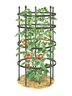 Titan Tomato Cages, Set Of 3 -Pots - Planters Store 8599861 0001 art tif