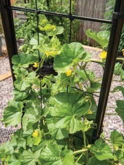 Gardener’s Victory Self-Watering Planter With Vine Trellis -Pots - Planters Store 8600176 6853