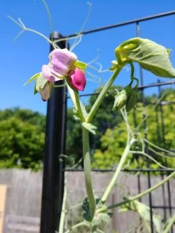 Gardener’s Victory Self-Watering Planter Garden With Vine Trellis 15 Gardener’s Victory Self-Watering Planter Garden With Vine Trellis -Pots - Planters Store 8600177 6588 tif 1