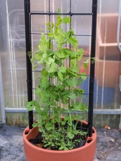 Gardener’s Victory Self-Watering Planter With Vine Trellis -Pots - Planters Store 8600178 5000 tif