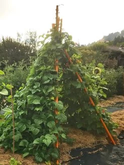 Annabel Tipi Trellis -Pots - Planters Store 8600521 02V tif