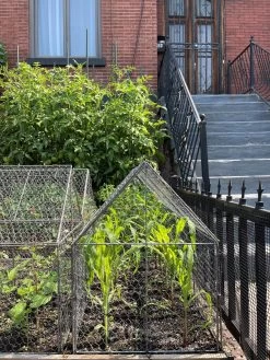 Chicken Wire Crop Coop -Pots - Planters Store 8609080 02CUST tif