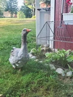 Chicken Wire Crop Coop -Pots - Planters Store 8609080 02IN tif