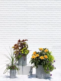 Metal Bucket Planters -Pots - Planters Store 8609085 0852 tif