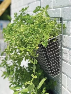 Wire Wall Pockets Vertical Gardens 10 Wire Wall Pockets Vertical Gardens -Pots - Planters Store 8609429 9500 tif